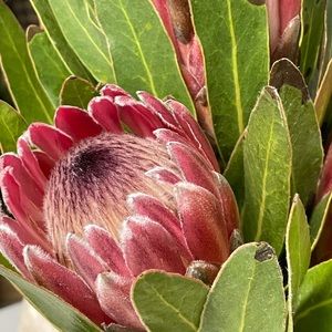 Meet your Posher, Ella